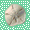 [sandollar]